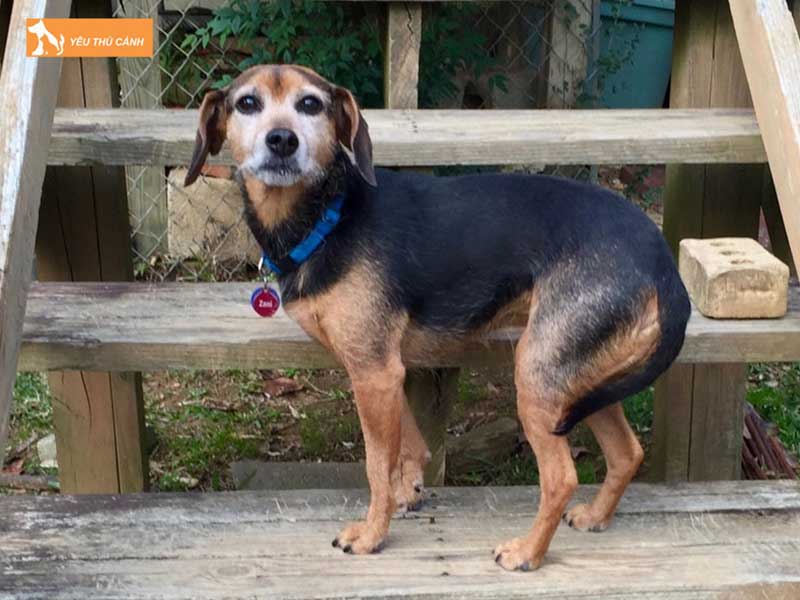 meo-xem-tuong-cho-du-nen-can-trong-thucanh