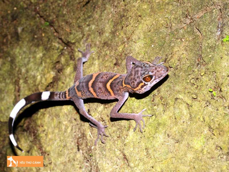 mot-so-loi-ich-cua-thach-sung-thucanh