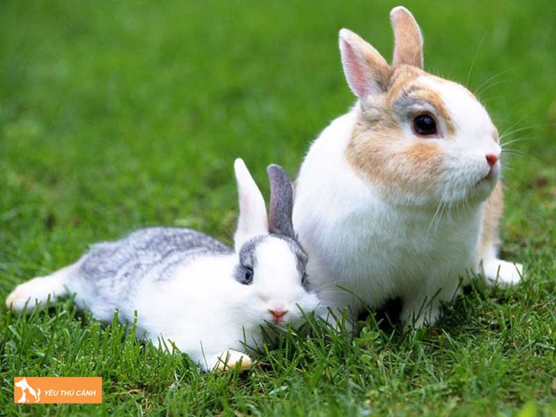 mot-so-luu-y-khi-nuoi-tho-thucanh