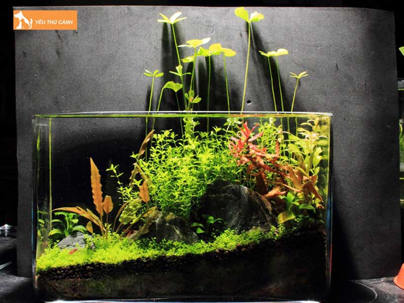 mot-so-tieu-chuan-khac-khi-chon-be-ca-1-thucanh