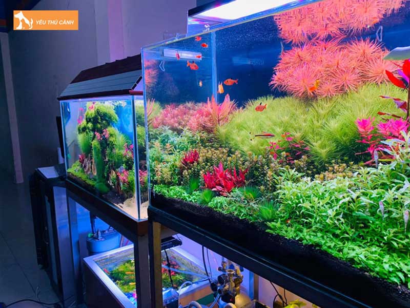 mot-so-tieu-chuan-khac-khi-chon-be-ca-thucanh