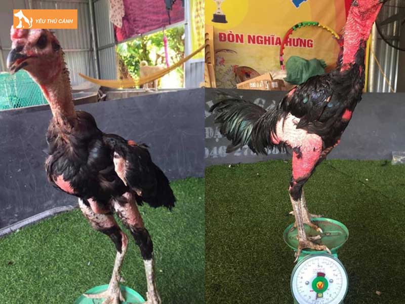 nguyen-nhan-dan-den-benh-kho-chan-teo-luon-thucanh