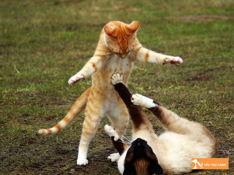 nhung-dieu-thu-vi-ve-duoi-meo-1-thucanh