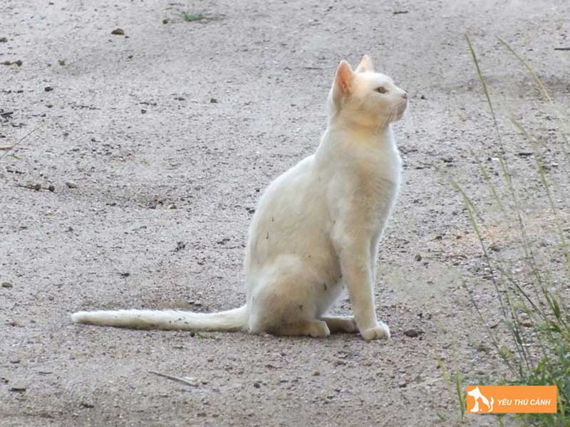 nhung-dieu-thu-vi-ve-duoi-meo-thucanh