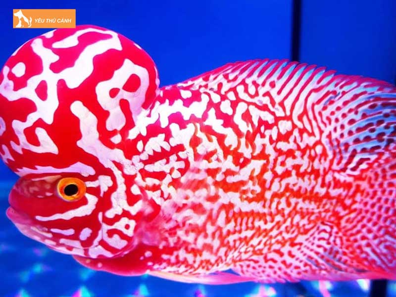 phan-loai-ca-la-han-kamfa-gb-thucanh