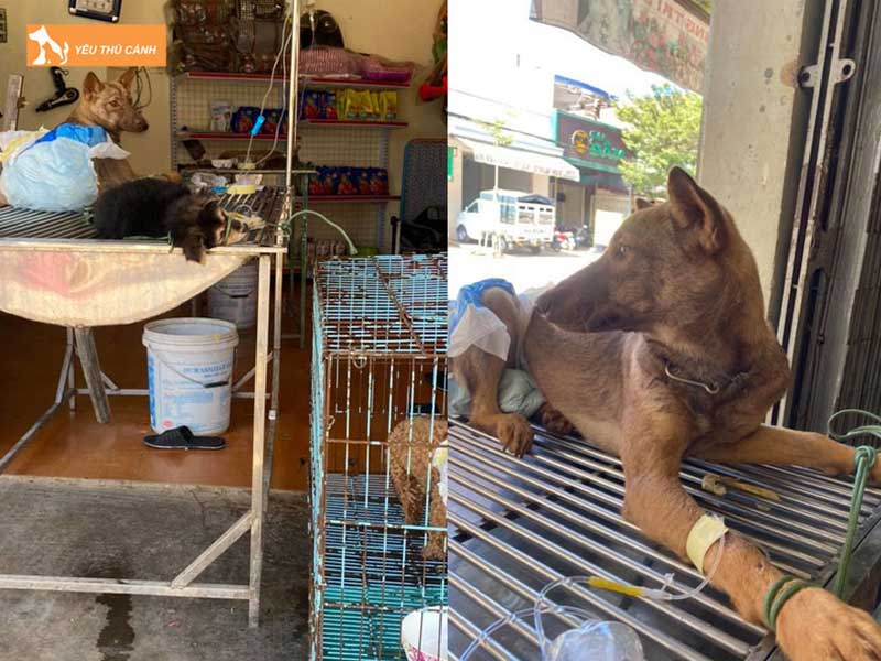 phong-kham-thu-cung-khoi-nguyen-thucanh