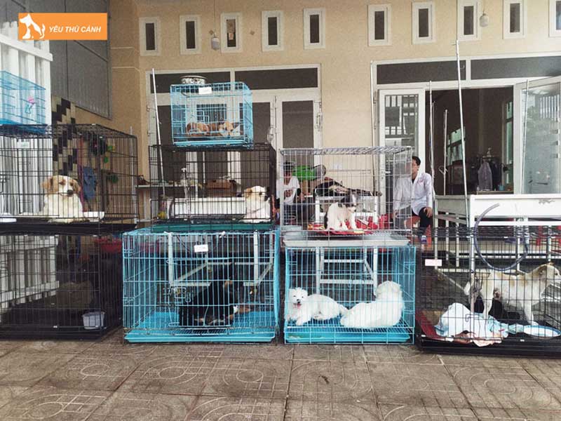 phong-kham-thu-y-huu-vinh-dich-vu-thu-y-bao-loc-lam-dong-uy-tin-thucanh