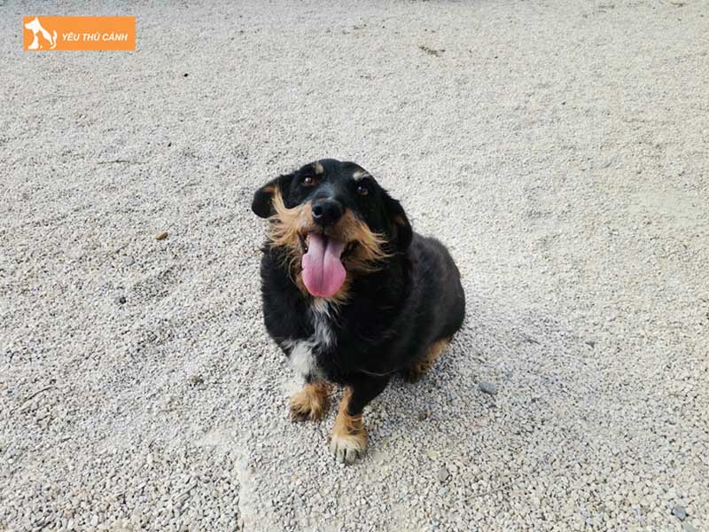 phuong-phap-phong-tranh-cho-tho-gap-thucanh