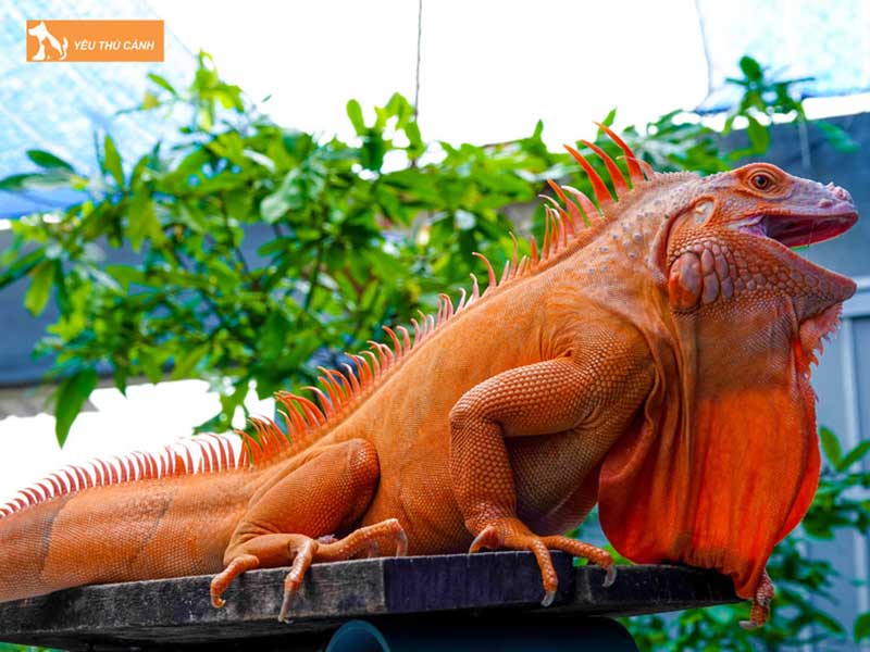 rong-nam-my-iguana-loai-bo-sat-canh-duoc-ua-chuong-thucanh