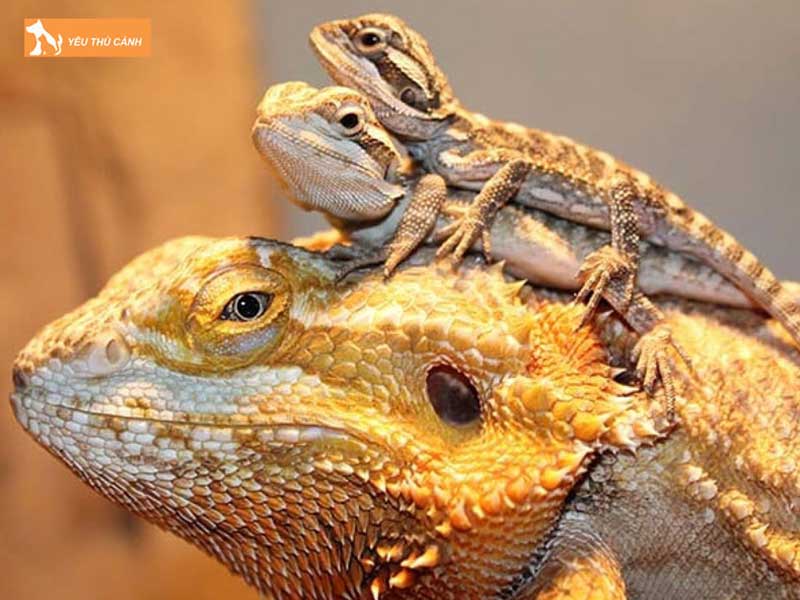 rong-uc-la-con-gi-thucanh