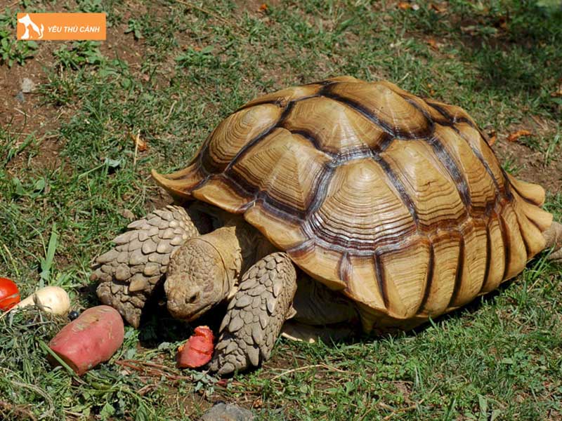 rua-sulcata-loai-bo-sat-canh-dep-de-nuoi-thucanh