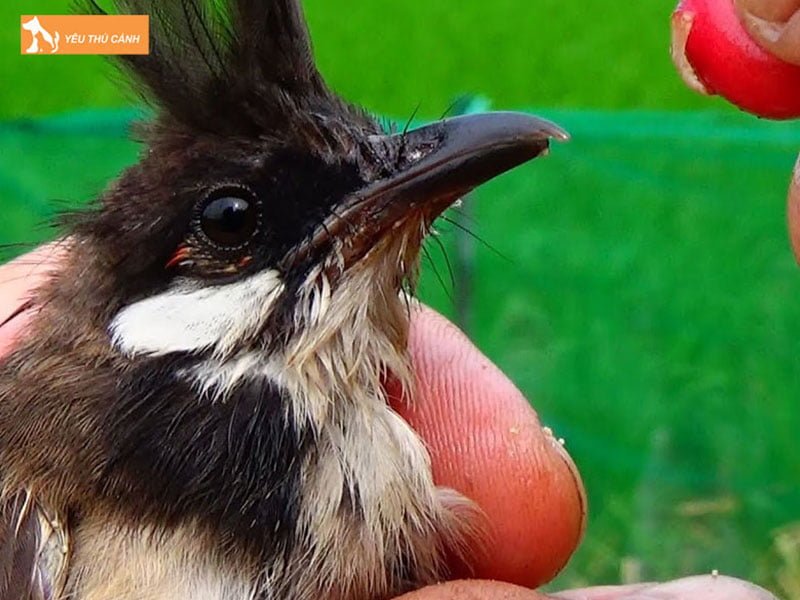tai-sao-phai-bo-sung-khoang-cho-chao-mao-thucanh