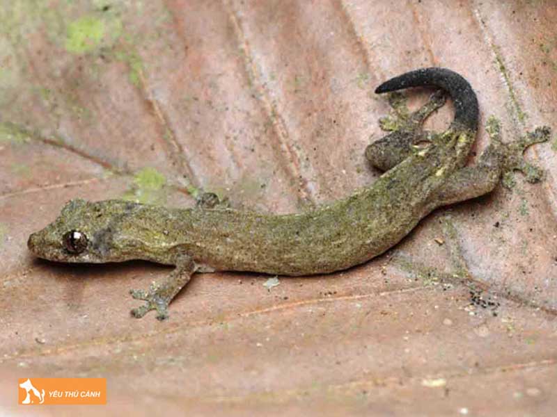 thach-sung-an-gi-thucanh