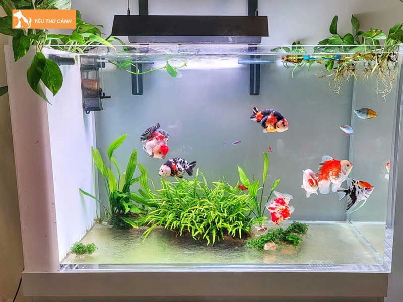 vi-sao-nen-chon-kich-thuoc-be-ca-theo-phong-thuy-thucanh