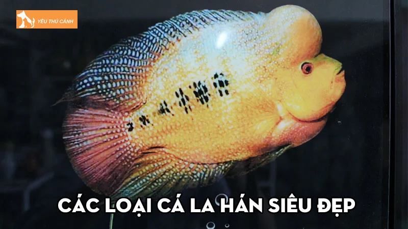 10+ các loại cá la hán siêu đẹp cho bể nuôi thêm cuốn hút