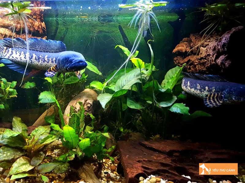 bo-sung-mot-so-phu-kien-cho-be-nuoi-ca-loc-canh-thucanh