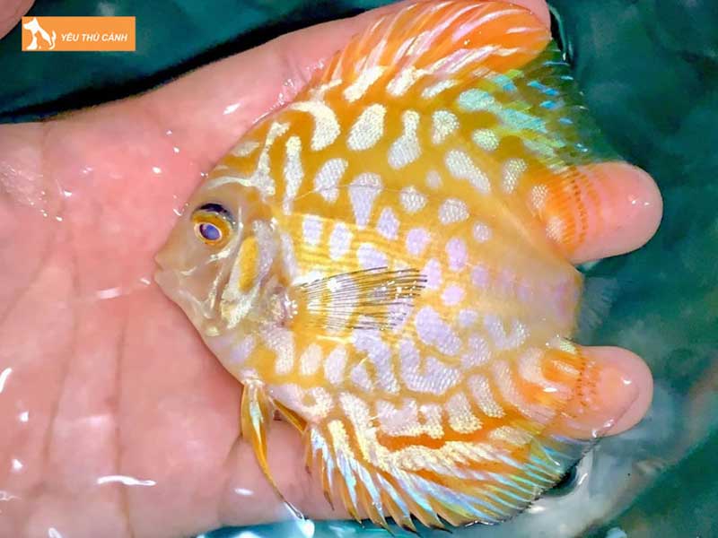 ca-dia-bo-cau-thucanh