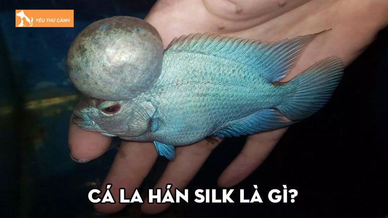 Cá La Hán Silk là gì? Chăm sóc chúng như thế nào đúng cách? Cá La Hán Silk là gì? Chăm sóc chúng như thế nào đúng cách?