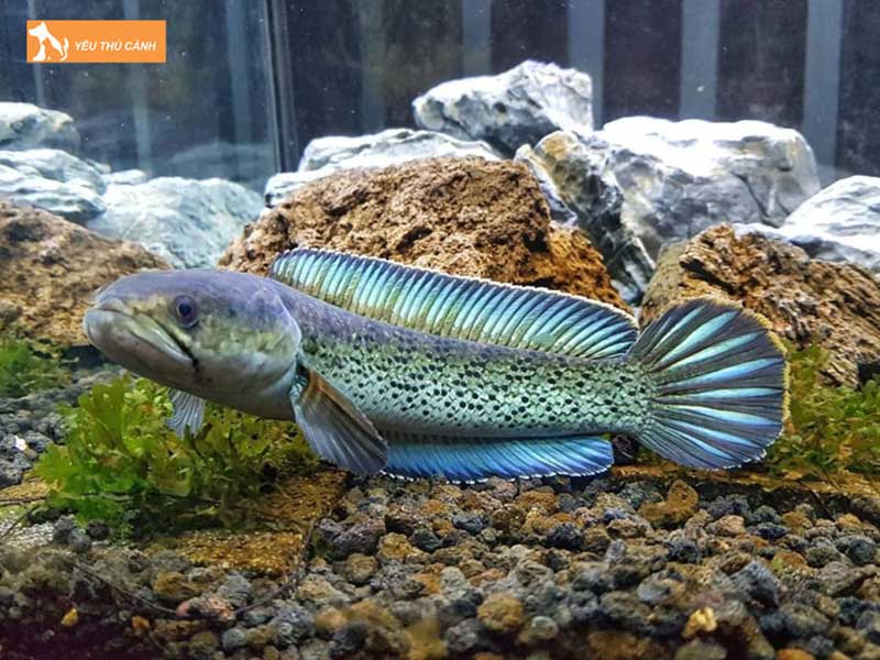 ca-loc-tieu-hoang-de-thucanh