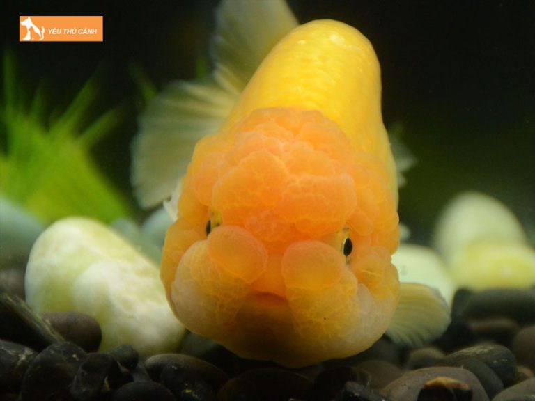 Cá Ranchu giá bao nhiêu? Cách chọn và nuôi cá đúng chuẩn | Thucanh