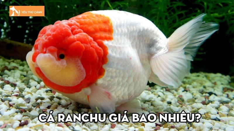 Cá Ranchu giá bao nhiêu? Cách chọn và nuôi cá đúng chuẩn | Thucanh