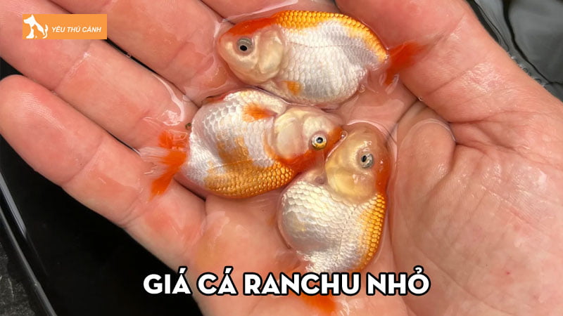 Cá Ranchu mini là gì? Giá cá Ranchu nhỏ và kinh nghiệm nuôi mau lớn