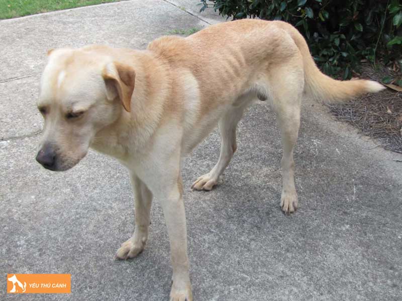 cac-nguyen-nhan-sung-chan-o-cho-thucanh