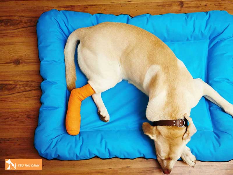 cach-chua-tri-khi-cho-bi-sung-chan-hieu-qua-thucanh