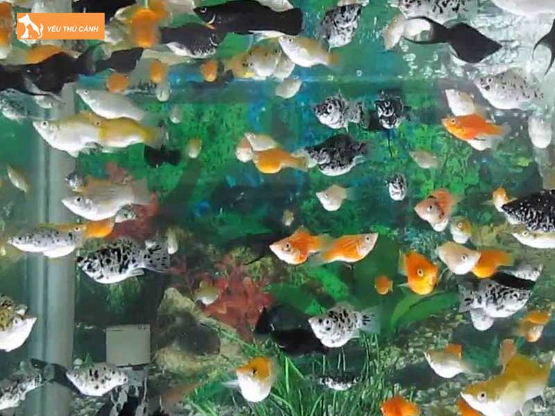 cach-nuoi-va-cham-soc-ca-binh-tich-den-hieu-qua-2-thucanh