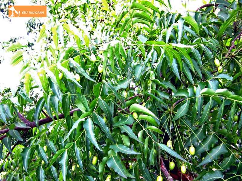 cay-xoan-bai-thuoc-tri-benh-cho-chao-mao-huu-hieu-1-thucanh