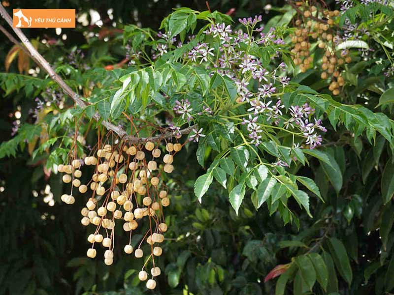 cay-xoan-bai-thuoc-tri-benh-cho-chao-mao-huu-hieu-thucanh