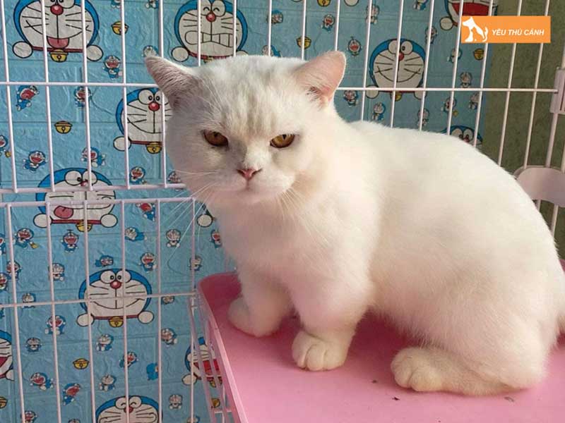 kha-pet-thucanh