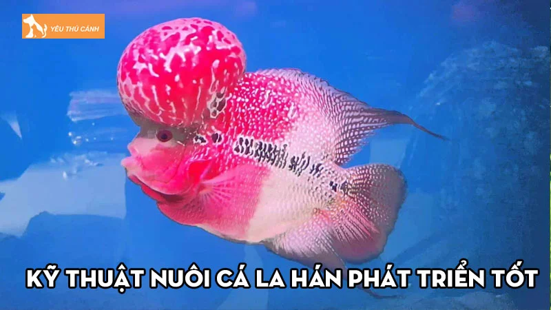 Kỹ thuật nuôi cá la hán phát triển tốt, lên gù hiệu quả nhất