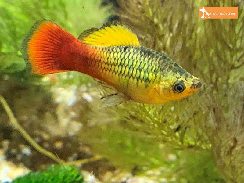 ky-thuat-nuoi-ca-mun-mau-lon-sinh-san-tot-thucanh