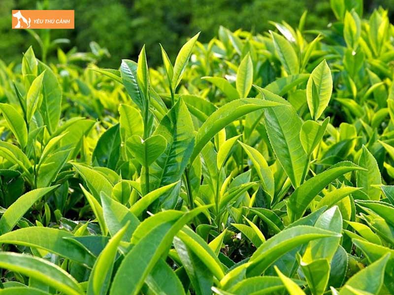 la-che-giup-tri-tieu-chay-o-chao-mao-thucanh