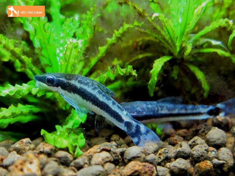 mot-vai-luu-y-khi-nuoi-ca-don-be-thucanh