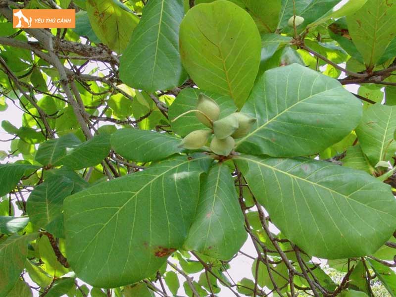 tam-la-bang-giup-giam-ran-mat-o-chao-mao-thucanh