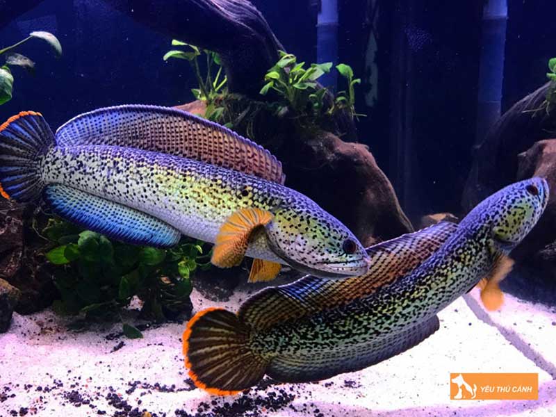 thiet-ke-be-nuoi-ca-loc-canh-thucanh