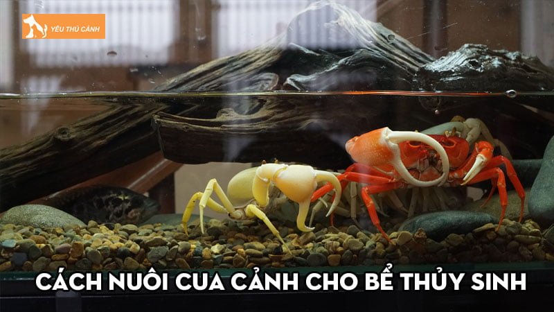 Bật mí cho bạn cách nuôi cua cảnh cho bể thủy sinh đẹp sang