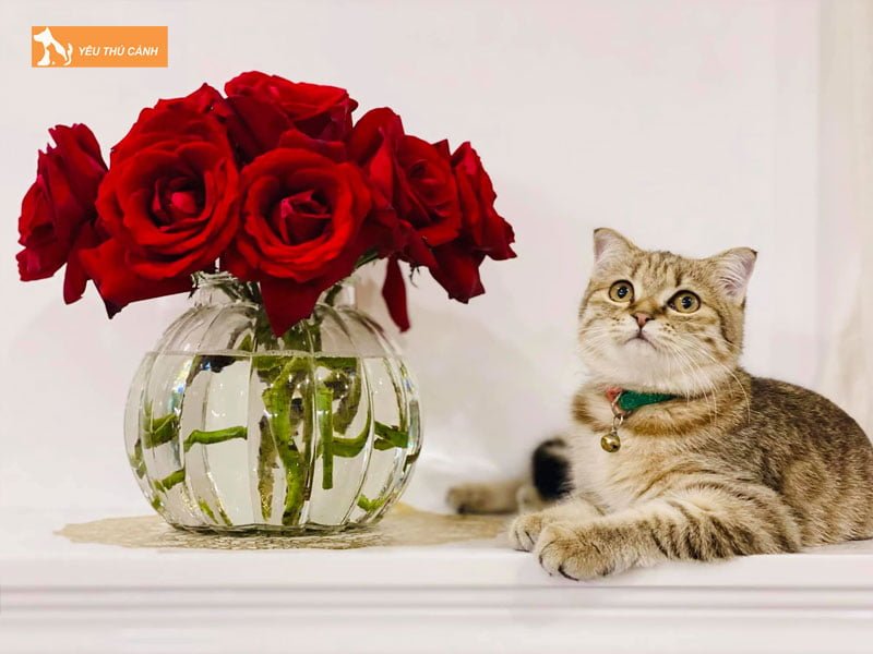 cac-luu-y-can-thiet-khi-don-meo-moi-ve-nha-1-thucanh