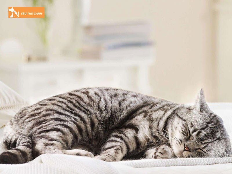 cac-luu-y-can-thiet-khi-don-meo-moi-ve-nha-thucanh