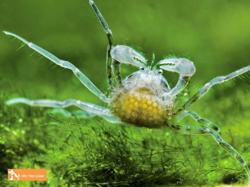 cach-nuoi-cua-canh-1-thucanh