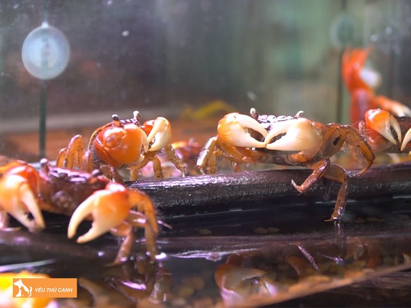 cach-nuoi-cua-canh-thucanh