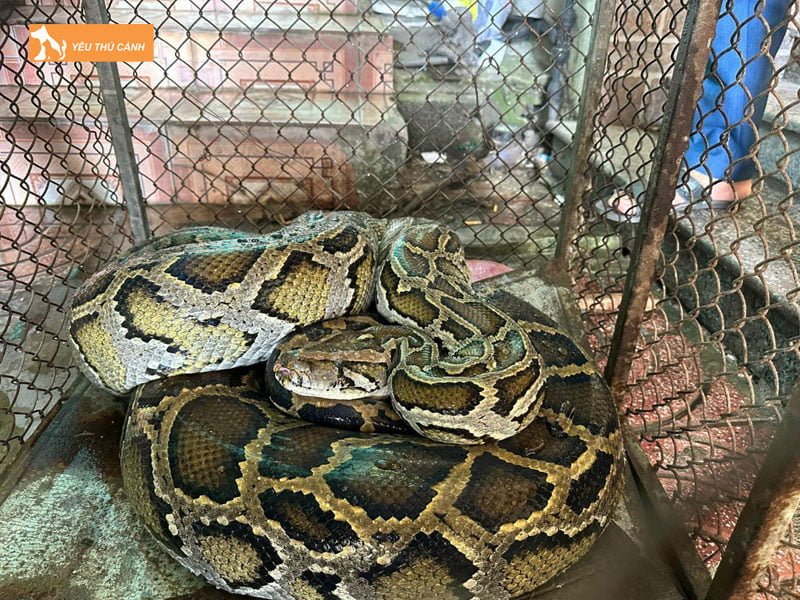 cach-nuoi-tran-lam-canh-thucanh