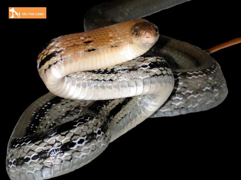 dac-diem-cua-ran-ho-ngua-1-thucanh