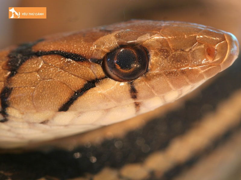 dac-diem-cua-ran-ho-ngua-2-thucanh