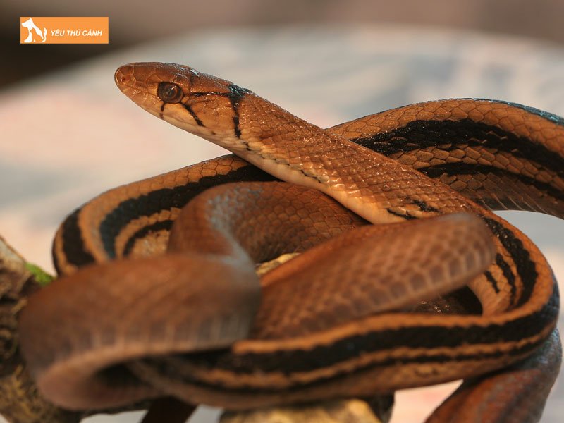 dac-diem-cua-ran-ho-ngua-thucanh