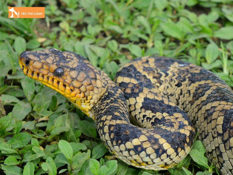 gia-ban-tham-khao-tran-tren-thi-truong-thucanh