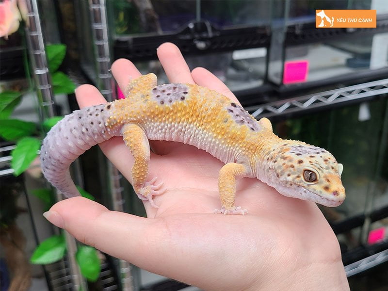 kinh-nghiem-nuoi-leopard-gecko-dung-cach-1-thucanh