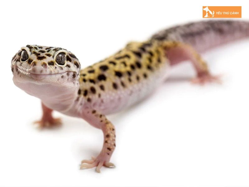 kinh-nghiem-nuoi-leopard-gecko-dung-cach-2-thucanh